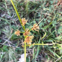 Cyperus eragrostis (Umbrella Sedge) at Pialligo, ACT - 28 Mar 2024 by Hejor1