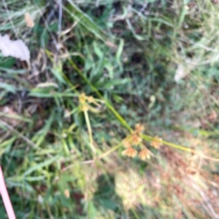 Cyperus eragrostis at Campbell Park Woodland - 28 Mar 2024 04:43 PM