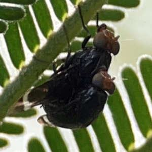 Diptera (order) at suppressed by Hejor1