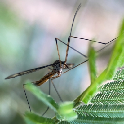 Ptilogyna sp. (genus) (A crane fly) at Pialligo, ACT - 28 Mar 2024 by Hejor1