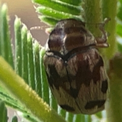 Elaphodes cervinus (Leaf beetle) at Pialligo, ACT - 28 Mar 2024 by Hejor1