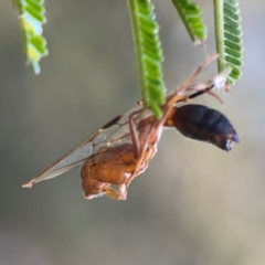 Apocrita (suborder) at Campbell Park Woodland - 28 Mar 2024