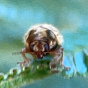 Elaphodes aeneolus at Campbell Park Woodland - 28 Mar 2024 04:30 PM