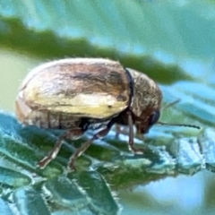 Elaphodes aeneolus at Campbell Park Woodland - 28 Mar 2024 04:30 PM