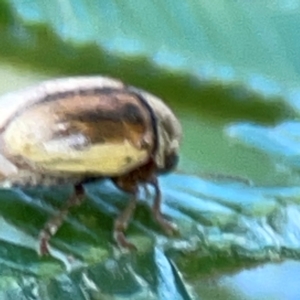 Elaphodes aeneolus at Campbell Park Woodland - 28 Mar 2024 04:30 PM