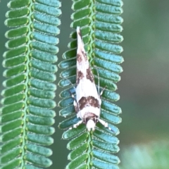 Macrobathra desmotoma at Campbell Park Woodland - 28 Mar 2024