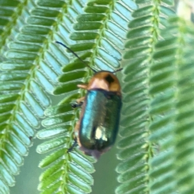 Aporocera (Aporocera) consors (A leaf beetle) at Pialligo, ACT - 28 Mar 2024 by Hejor1