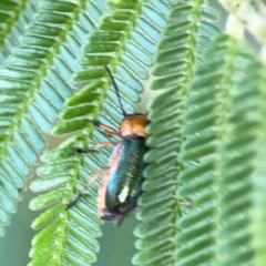 Aporocera (Aporocera) consors at Campbell Park Woodland - 28 Mar 2024 04:29 PM