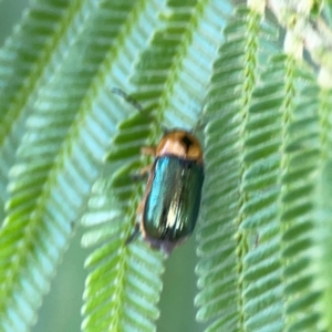 Aporocera (Aporocera) consors at Campbell Park Woodland - 28 Mar 2024