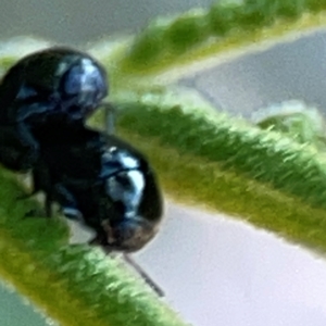 Ditropidus sp. (genus) at Campbell Park Woodland - 28 Mar 2024