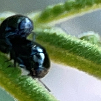 Ditropidus sp. (genus) (Leaf beetle) at Campbell Park Woodland - 28 Mar 2024 by Hejor1