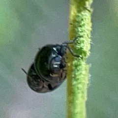 Ditropidus sp. (genus) at Campbell Park Woodland - 28 Mar 2024