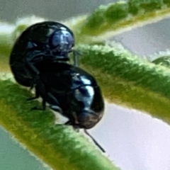 Ditropidus sp. (genus) at Campbell Park Woodland - 28 Mar 2024
