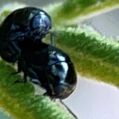 Ditropidus sp. (genus) at Campbell Park Woodland - 28 Mar 2024