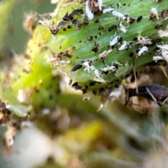 Aphididae (family) at Campbell Park Woodland - 28 Mar 2024