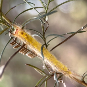 Nataxa flavescens at Campbell Park Woodland - 28 Mar 2024 04:22 PM