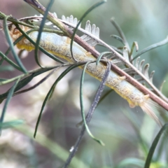 Nataxa flavescens at Campbell Park Woodland - 28 Mar 2024