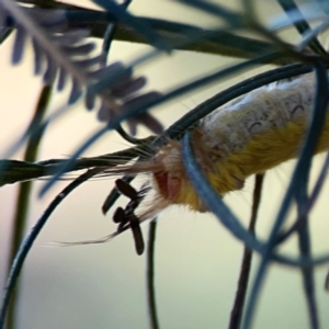 Nataxa flavescens at Campbell Park Woodland - 28 Mar 2024 04:22 PM