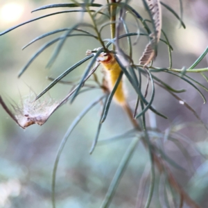 Nataxa flavescens at Campbell Park Woodland - 28 Mar 2024