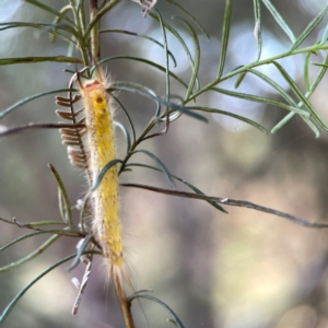 Nataxa flavescens at Campbell Park Woodland - 28 Mar 2024 04:22 PM