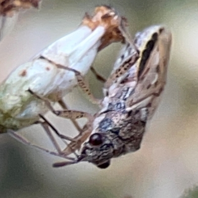 Nysius vinitor (Rutherglen bug) at Campbell Park Woodland - 28 Mar 2024 by Hejor1