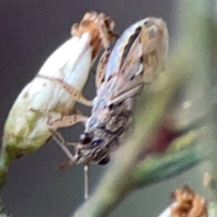 Nysius vinitor at Campbell Park Woodland - 28 Mar 2024