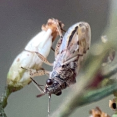 Nysius vinitor at Campbell Park Woodland - 28 Mar 2024