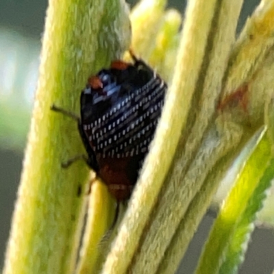 Ellipsidion sp. (genus) (A diurnal cockroach) at Campbell Park Woodland - 28 Mar 2024 by Hejor1
