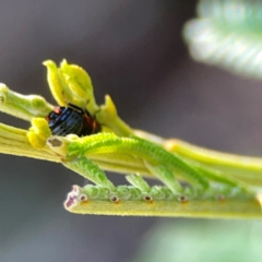 Ellipsidion sp. (genus) at Campbell Park Woodland - 28 Mar 2024