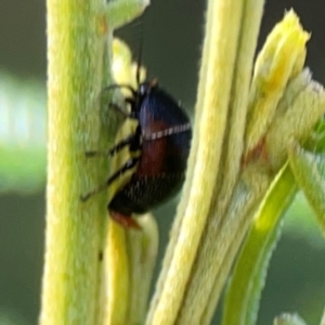 Ellipsidion sp. (genus) at Campbell Park Woodland - 28 Mar 2024
