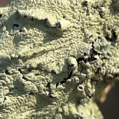 Unidentified Lichen at Pialligo, ACT - 28 Mar 2024 by Hejor1