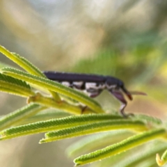 Rhinotia suturalis (Belid weevil) at Pialligo, ACT - 28 Mar 2024 by Hejor1