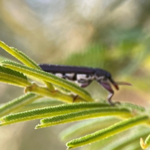 Rhinotia suturalis at Campbell Park Woodland - 28 Mar 2024 04:15 PM