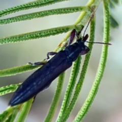 Rhinotia suturalis at Campbell Park Woodland - 28 Mar 2024