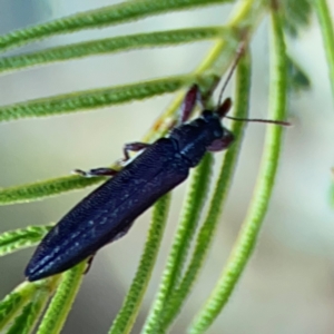 Rhinotia suturalis at Campbell Park Woodland - 28 Mar 2024