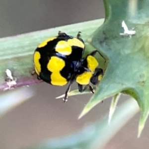 Illeis galbula at Campbell Park Woodland - 28 Mar 2024 04:14 PM