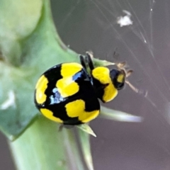 Illeis galbula at Campbell Park Woodland - 28 Mar 2024 04:14 PM