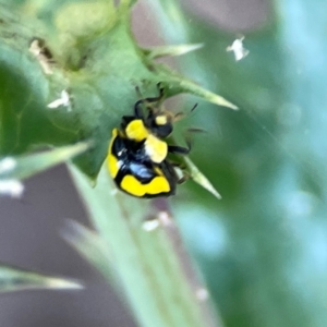 Illeis galbula at Campbell Park Woodland - 28 Mar 2024 04:14 PM