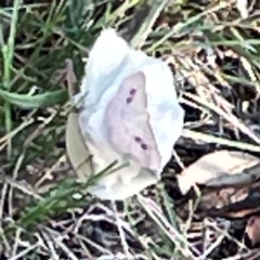 Epicyme rubropunctaria (Red-spotted Delicate) at Campbell Park Woodland - 28 Mar 2024 by Hejor1