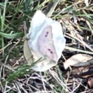 Epicyme rubropunctaria at Campbell Park Woodland - 28 Mar 2024