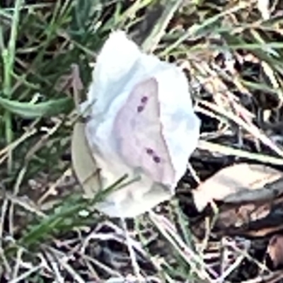 Epicyme rubropunctaria (Red-spotted Delicate) at Campbell Park Woodland - 28 Mar 2024 by Hejor1