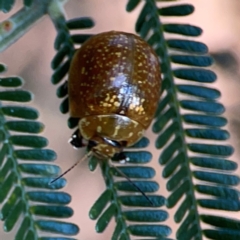 Paropsisterna cloelia (Eucalyptus variegated beetle) at Pialligo, ACT - 28 Mar 2024 by Hejor1