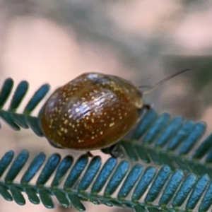 Paropsisterna cloelia at Campbell Park Woodland - 28 Mar 2024 04:06 PM