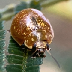 Paropsisterna cloelia at Campbell Park Woodland - 28 Mar 2024