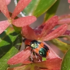 Dicranolaius bellulus (Red and Blue Pollen Beetle) at Bungendore, NSW - 29 Mar 2024 by clarehoneydove