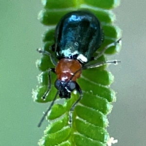 Adoxia benallae at Campbell Park Woodland - 28 Mar 2024