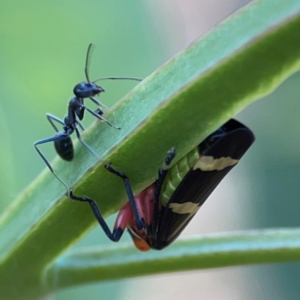 Eurymeloides pulchra at Campbell Park Woodland - 28 Mar 2024