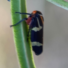 Eurymeloides pulchra at Campbell Park Woodland - 28 Mar 2024 03:52 PM