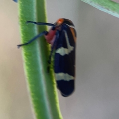 Eurymeloides pulchra at Campbell Park Woodland - 28 Mar 2024