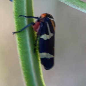Eurymeloides pulchra at Campbell Park Woodland - 28 Mar 2024